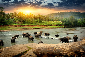 /-/media/images/general/w/wildlife.ashx?h=185&w=275&hash=07FA898344FFA4DB107D81D237739C5E88AFC022