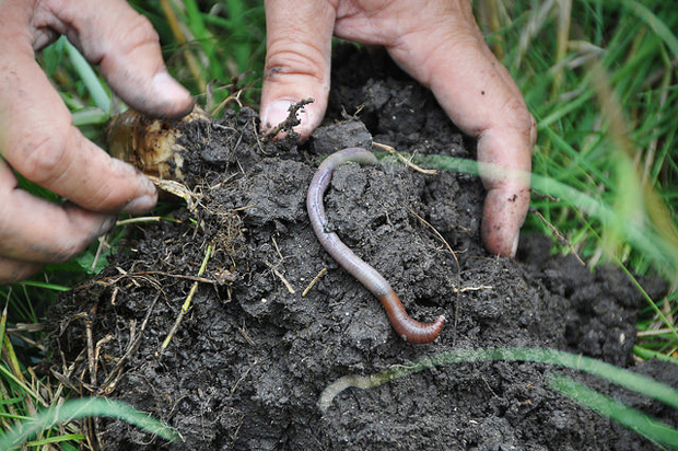 Earthworm