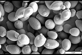 yeast cells