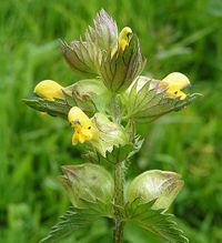 yellow rattle