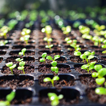 /-/media/images/group-pages/horticulture/sciwebighortic.ashx?h=417&w=417&hash=C8EE17CF00F4B18A1271968F42C9B4A3