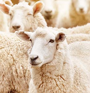 /-/media/images/news/2020/11/sheeplivestocklanding.ashx?h=300&w=290&hash=034EF91E20872346D83F008CED1F0994