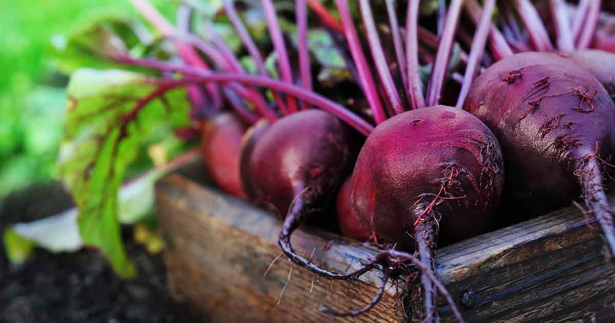 Society of Chemical Industry Beetroot could be basis of new treatments