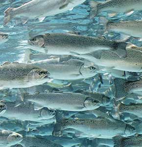 /-/media/images/news/2020/12/troutinwaterlanding.ashx?h=300&w=290&hash=BBF52C55D34514EB4DB5CC190B348806