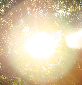 /-/media/images/news/2020/6/landing/sunshinethroughtrees.ashx?h=300&w=290&hash=A83EFF6BE563084217823D9DDF8EC194