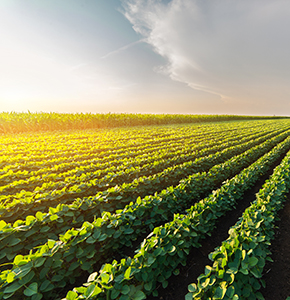 /-/media/images/news/2020/7/agriculture-landing.ashx?h=300&w=290&hash=CA6112ACAB0B9DC9C227D1AEC3271977