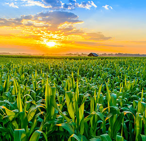 /-/media/images/news/2020/7/cornfield-landing.ashx?h=290&w=300&hash=9061CBD712EB836C6E5D4E0C81409C18
