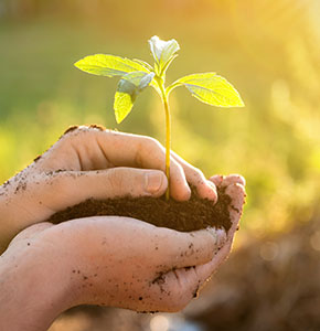 /-/media/images/news/2020/7/plant-in-hand-landing.ashx?h=300&w=290&hash=CA6CAF918CF80D603C020ED1C924CC5B