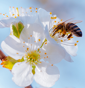 /-/media/images/news/2020/8/beecollectingpollencherryblossomlanding.ashx?h=300&w=290&hash=08CBBDAA76DFFE955102C06632602DF0