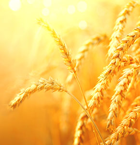 /-/media/images/news/2020/8/wheat-landing.ashx?h=300&w=290&hash=29F3D4EF89DAA55C73869E94B02E4113