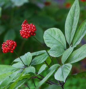 /-/media/images/news/2021/1/ginsengplantredberries.ashx?h=300&w=290&hash=9F7C16E3863F0967BC345A1FD27956EE
