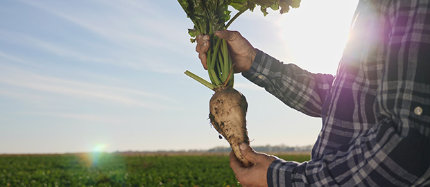 SCI PoliSCI newsletter 26 January 2021 - Government seeks to avert crisis for sugar beet farmers - image of a farmer holding a sugar beet