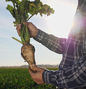 /-/media/images/news/2021/1/scinews_sugarbeets_listing.ashx?h=300&w=290&hash=D68C8F9D70453AC9C82D9B1B0A58A6C3
