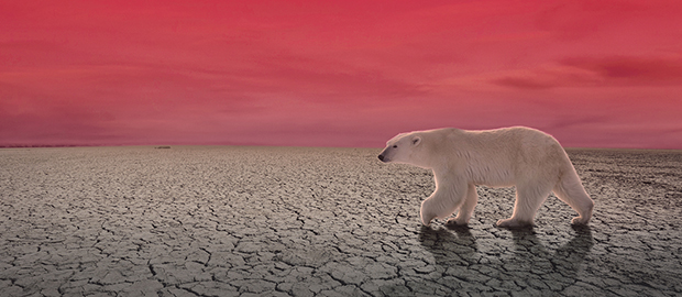 SCI PoliSCI newsletter - 02 November 2021 - Climate Change Solutions image of polar bear