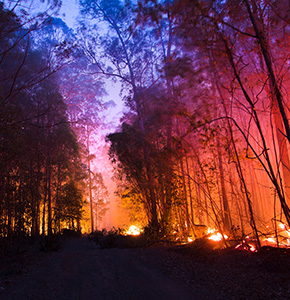 /-/media/images/news/2021/11/scinews_291121_australianbushfires_listing.ashx?h=300&w=290&hash=DB11BB6C22DE9F4FAB2C2AC436078384