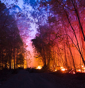 /-/media/images/news/2021/11/scinews_291121_australianbushfires_listing.ashx?h=300&w=290&hash=D3F5924A35F752B7FEE9FDA49A9CC1E2EA1DDC42