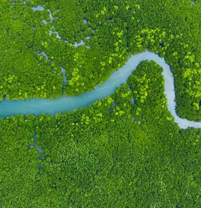 /-/media/images/news/2021/2/aerialviewmangrovejungleforestlanding.ashx?h=300&w=290&hash=E9FBDA7C0DE99ADC8EFDEE2B088E55E5