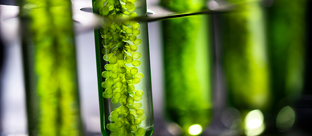 PoliSCI newsletter 23rd February 2021 - image of algea in a tube