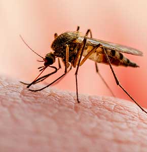/-/media/images/news/2021/4/mosquitoonskinlanding.ashx?h=300&w=290&hash=BCB1D4441B752717E4B85117991CE383