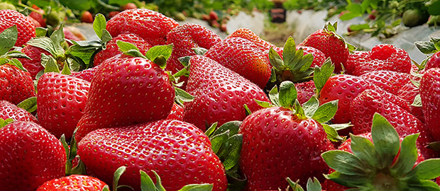 SCI PoliSCI newsletter - 6 May 2021 - Commission re-examines genomic techniques - image of strawberries on a farm