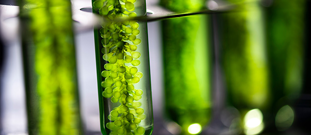 SCI News - PoliSCI newsletter - 25 May 2021 - image of algea in a vile
