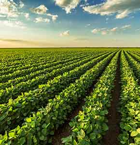 /-/media/images/news/2021/6/agriculturelandscapefieldsoyabeanlanding.ashx?h=300&w=290&hash=5D3AC2DDA4140E02EB0CB088A0844483