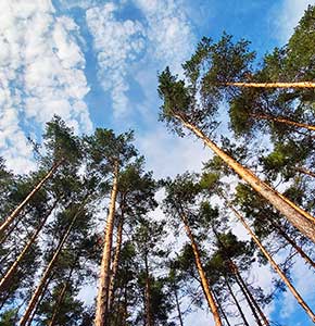 /-/media/images/news/2021/6/treetopsagainstblueskylanding.ashx?h=300&w=290&hash=BBC1029394B2889B7C6B141C30131B59