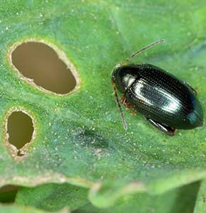 /-/media/images/news/2021/8/cabbagestemfleabeetlelanding.ashx?h=300&w=290&hash=1312699AADD014BCC6FF15EE42F1ABD9