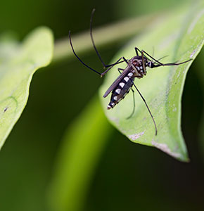 /-/media/images/news/2021/8/mosquitoonleaflanding.ashx?h=300&w=290&hash=F8C600EDF3F822610B2DC62721E876C3