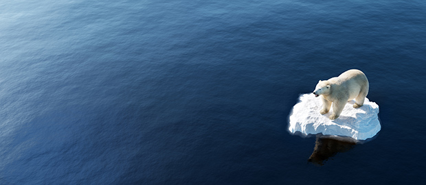SCI newsletter PoliSCI - 31 August 2021 - Climate Change Roundup - image of a polar bear on an ice shell