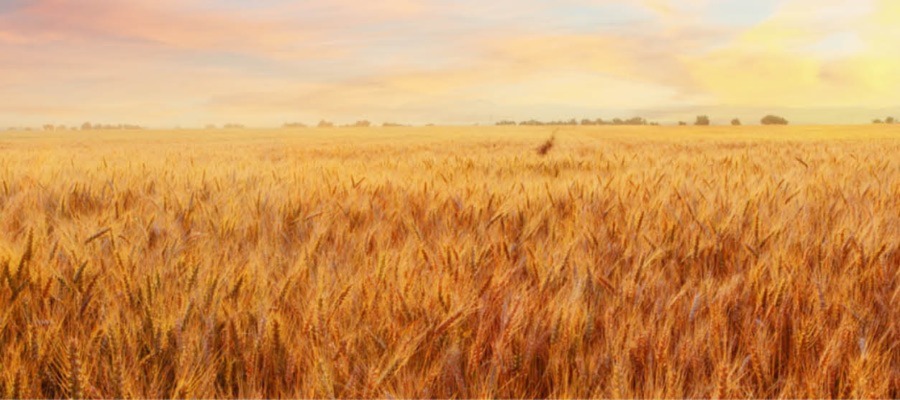 SCI News - 24 October 2022 - image of field of wheat at sunrise