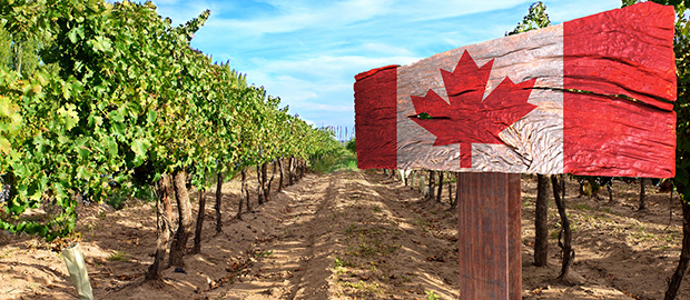image of a Canadian flag on an agricultural field
