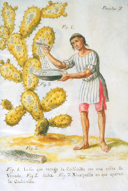 Image from Knowledgable magazine - Indian collecting cochineal - Credit: JOSÉ ANTONIO DE ALZATE Y RAMÍREZ / PUBLIC DOMAIN