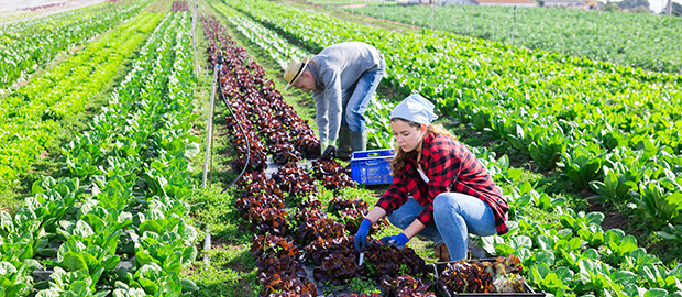 Agriculture