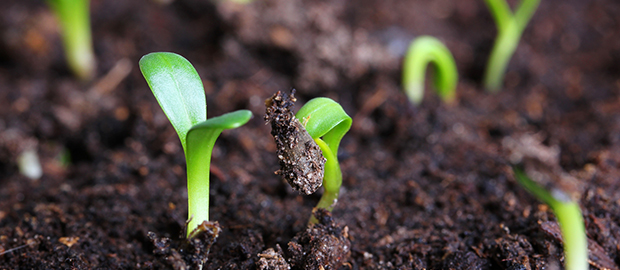 Seedlings