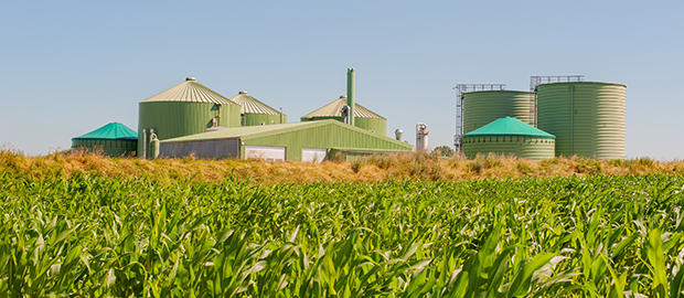 Biomass production