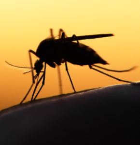 /-/media/images/news/2022/9/malaria_listing.ashx?h=300&w=290&hash=B2259E3D35B977DF0D0CDACDAC1662EE2CF9F72B