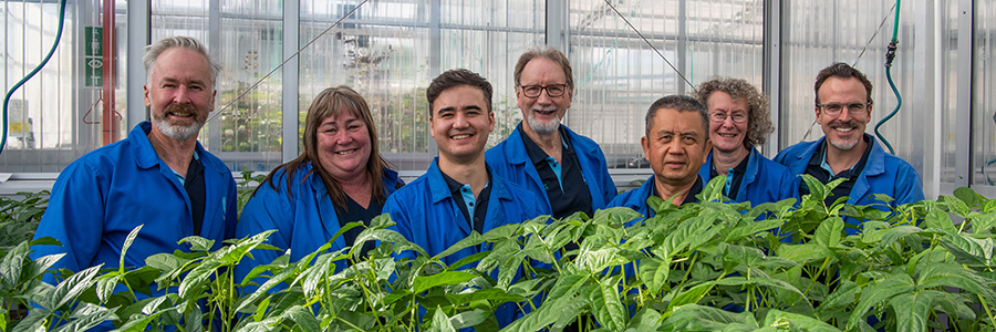 CSIRO’s Legume Engineering team from left to right: Andy Moore, Jenny Gibson, Javier Atayde, TJ Higgins, Luch Hac, Lisa Molvig and Jose Barrero (Team Leader).