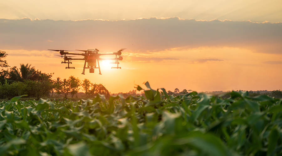 Drone flies above crops