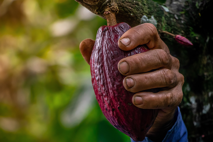 Farmer growing cocoa in Colombia – hand grabbing crop. 