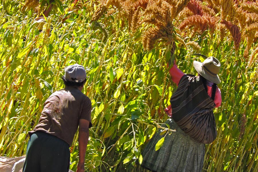 Quinoa farmers in Peru
