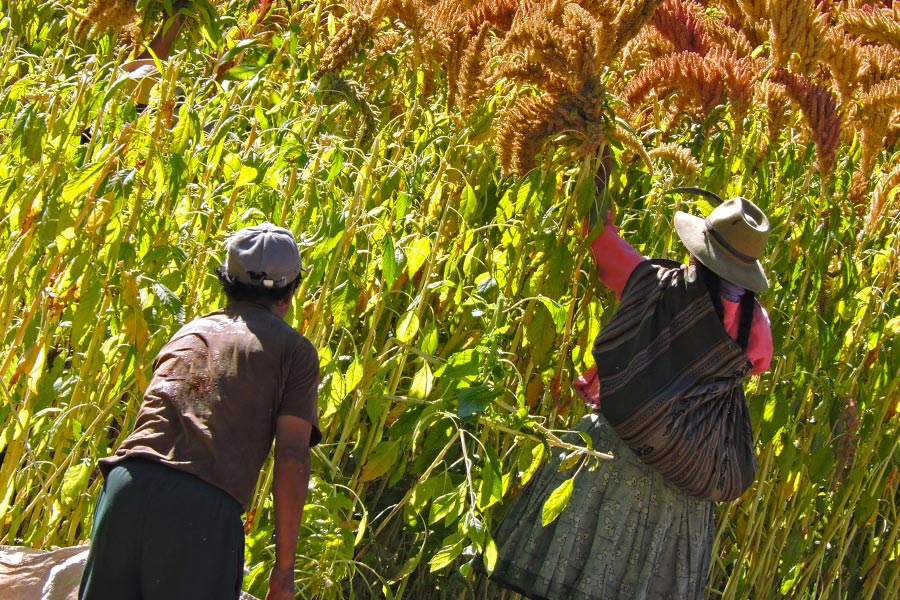 Quinoa farmers in Peru