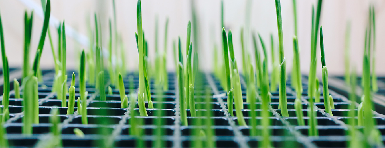 SCI News - Syngenta launches innovation, collaboration and accelerator ...