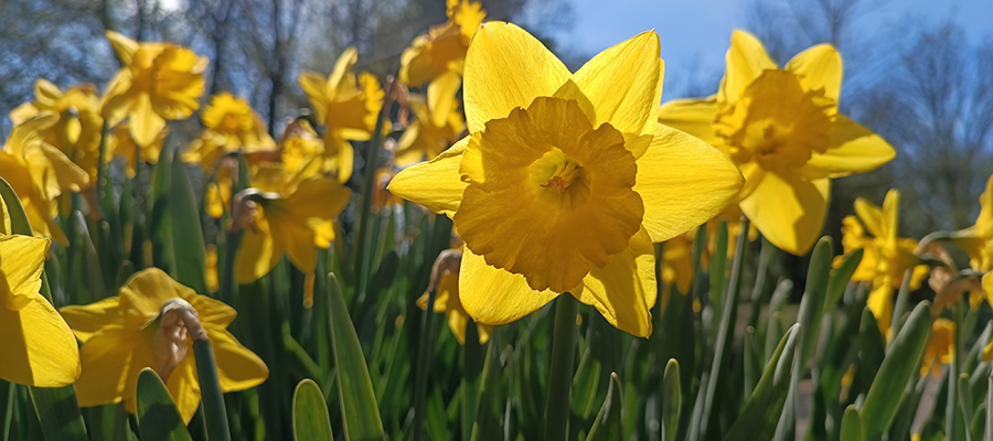 Daffodils