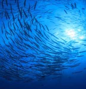 /-/media/images/news/2023/6/ocean_listing.ashx?h=300&w=290&hash=F3A47911B3E1C195FEE34B68AC84BB6F3F186A92