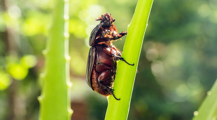 Rhinoceros beetle