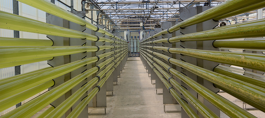 Photobioreactor closed for the cultivation of microalgae inside a greenhouse