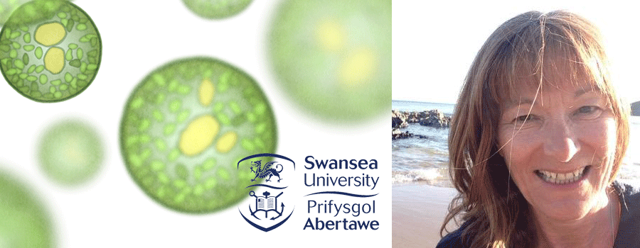 Carole Llewellyn headshot, Swansea University
