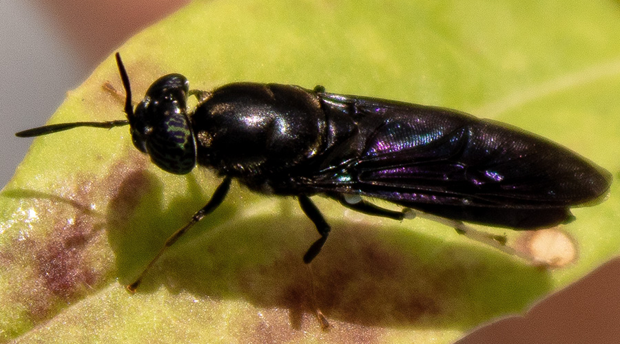 Black soldier flies are a good source of chemicals to make bioplastics.