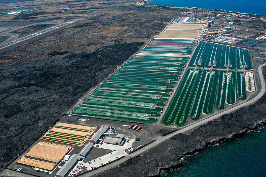 Microalgae cultivation facility along the Kona Coast of Hawaii’s Big Island. Image provided by the Cyanotech Corporation.